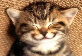 Happy-cat.jpg